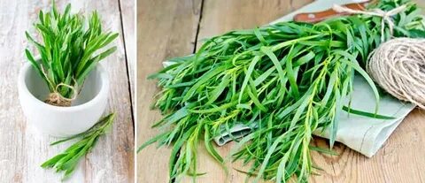 تصویر 1 از خرید و قیمت سبزی ترخون خشک + فروش عمده